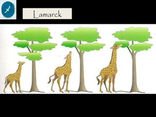 Lamarck
 