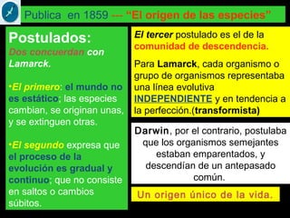 Publica en 1859 --- “El origen de las especies”
Postulados:
Dos concuerdan con
Lamarck.
•El primero: el mundo no
es estático; las especies
cambian, se originan unas,
y se extinguen otras.
•El segundo expresa que
el proceso de la
evolución es gradual y
continuo; que no consiste
en saltos o cambios
súbitos.
El tercer postulado es el de la
comunidad de descendencia.
Para Lamarck, cada organismo o
grupo de organismos representaba
una línea evolutiva
INDEPENDIENTE y en tendencia a
la perfección.(transformista)
Darwin, por el contrario, postulaba
que los organismos semejantes
estaban emparentados, y
descendían de un antepasado
común.
Un origen único de la vida.
 