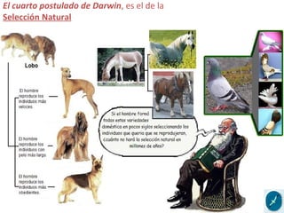 El cuarto postulado de Darwin, es el de la
Selección Natural
El cambio evolutivo, decía Darwin, no es el resultado de algún
misterioso impulso lamarckiano, ni una cuestión de azar, sino el
resultado de la selección.
La Selección Natural es un proceso que consta de dos fases:
La primera etapa es la producción de variabilidad. En cada generación,
decía, se genera una enorme cantidad de variabilidad.
La segunda etapa es la selección a través de la supervivencia en la lucha
por la existencia.
 
