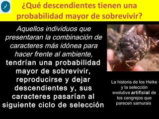 ¿Qué descendientes tienen una
probabilidad mayor de sobrevivir?
Aquellos individuos que
presentaran la combinación de
caracteres más idónea para
hacer frente al ambiente,
tendrían una probabilidad
mayor de sobrevivir,
reproducirse y dejar
descendientes y, sus
caracteres pasarían al
siguiente ciclo de selección
La historia de los Heike
y la selección
evolutiva artificial de
los cangrejos que
parecen samurais
 