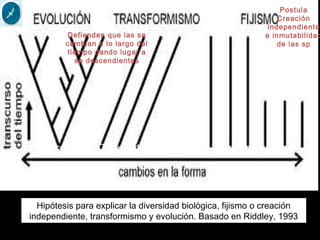 Hipótesis para explicar la diversidad biológica, fijismo o creación
independiente, transformismo y evolución. Basado en Riddley, 1993
Postula
Creación
independiente
e inmutabilidad
de las sp
Defienden que las sp
cambian a lo largo del
tiempo dando lugar a
sp descendientes
Origen independienteOrigen común Origen independiente
 