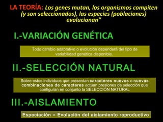LA TEORÍA: Los genes mutan, los organismos compiten
(y son seleccionados), las especies (poblaciones)
evolucionan”
I.-VARIACIÓN GENÉTICA
Todo cambio adaptativo o evolución dependerá del tipo de
variabilidad genética disponible.
II.-SELECCIÓN NATURAL
Sobre estos individuos que presentan caracteres nuevos o nuevas
combinaciones de caracteres actúan presiones de selección que
configuran en conjunto la SELECCIÓN NATURAL
Especiación = Evolución del aislamiento reproductivo
III.-AISLAMIENTO
 
