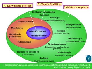 Representación gráfica de la continua expansión de la teoría evolutiva Basado en Kutschera, U.,
Karl J. Niklas. 2004 y Pigliucci, M. 2009.
1.-Darwinismo original
2.-Teoría Sintética
3.-Síntesis ampliada
 