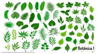 https://www.ecologiaverde.com/partes-de-una-hoja-y-sus-funciones-2776.html
Botánica I
 