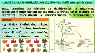 Unidad 2. Anatomía y clasificación de la raíz, tallo y hojas de diferentes tipos de plantas
RA4.- Analizar los criterios d...
