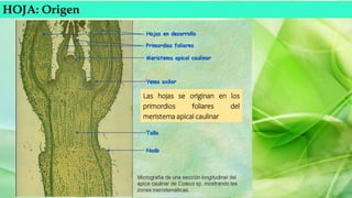 HOJA: Origen
Las hojas se originan en los
primordios foliares del
meristema apical caulinar
 