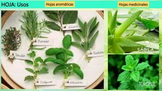 HOJA: Usos Hojas medicinales
Hojas aromáticas
SÁBILA
 