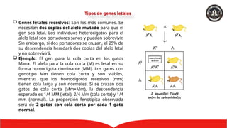UNIDAD II herencia y variabilidad genetica | PPTX