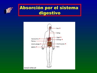 Absorción por el sistema
digestivo
 