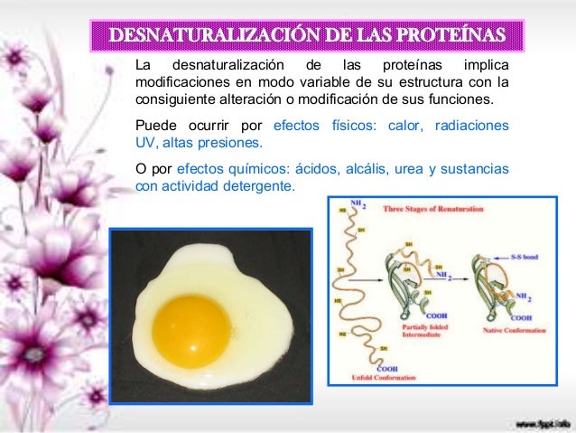 Unidad II proteinas