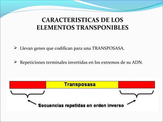 CARACTERISTICAS DE LOS
ELEMENTOS TRANSPONIBLES
 Llevan genes que codifican para una TRANSPOSASA.
 Repeticiones terminales invertidas en los extremos de su ADN.
 