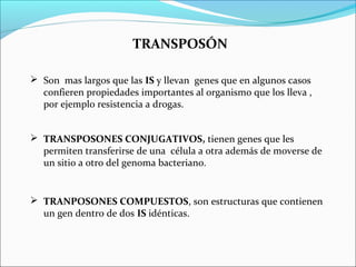 TRANSPOSÓN
 Son mas largos que las IS y llevan genes que en algunos casos
confieren propiedades importantes al organismo que los lleva ,
por ejemplo resistencia a drogas.
 TRANSPOSONES CONJUGATIVOS, tienen genes que les
permiten transferirse de una célula a otra además de moverse de
un sitio a otro del genoma bacteriano.
 TRANPOSONES COMPUESTOS, son estructuras que contienen
un gen dentro de dos IS idénticas.
 