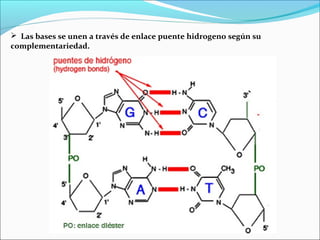  Las bases se unen a través de enlace puente hidrogeno según su
complementariedad.
 