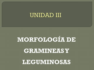 MORFOLOGÍA DE
GRAMINEASY
LEGUMINOSAS
 