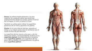 La flexión lateral a derecha o
izquierda es una forma especial de
abducción que ocurren solo en el
cuello y el tronco.
La ...