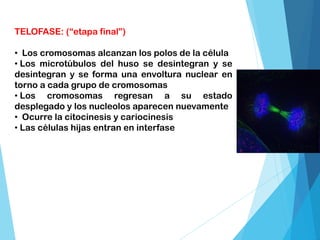 TELOFASE: (“etapa final”)
• Los cromosomas alcanzan los polos de la célula
• Los microtúbulos del huso se desintegran y se
desintegran y se forma una envoltura nuclear en
torno a cada grupo de cromosomas
• Los cromosomas regresan a su estado
desplegado y los nucleolos aparecen nuevamente
• Ocurre la citocinesis y cariocinesis
• Las células hijas entran en interfase
 