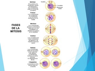 FASES
DE LA
MITOSIS
 