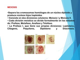 MEIOSIS
•Separa los cromosomas homólogos de un núcleo diploide y
produce núcleos hijos haploides
• Consiste en dos divisiones celulares: Meiosis I y Meiosis II.
• Cada división meiotica se divide formalmente en los estados
de: Profase, Metafase, Anafase y Telofase.
• La Profase I, que tiene sus propias divisiones: Leptoteno,
Citogeno, Paquiteno, Diploteno y Diacinesis.
 