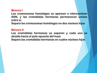 Meiosis I
Los cromosomas homológos se aparean e intercambian
ADN, y las cromátidas hermanas permanecen unidas
entre si.
Separa los cromosomas homólogos en dos núcleos hijos
Meiosis II
Las cromátidas hermanas se separan y cada una es
atraída hacia el polo opuesto del huso
Separa las cromátidas hermanas en cuatro núcleos hijos
 