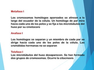 Metafase I
Los cromosomas homólogos apareados se alinean a lo
largo del ecuador de la célula. Un homólogo de par mira
hacia cada uno de los polos y se fija a los microtúbulos del
huso por su cinetocoro
Anafase I
Los homólogos se separan y un miembro de cada par se
dirige hacia cada uno de los polos de la célula. Las
cromátidas hermanas no se separan
Telofase I
Los microtúbulos del huso desaparecen. Se han formado
dos grupos de cromosomas. Ocurre la citocinesis
 