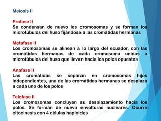 Meiosis II
Profase II
Se condensan de nuevo los cromosomas y se forman los
microtúbulos del huso fijándose a las cromátidas hermanas
Metafase II
Los cromosomas se alinean a lo largo del ecuador, con las
cromátidas hermanas de cada cromosoma unidas a
microtúbulos del huso que llevan hacia los polos opuestos
Anafase II
Las cromátidas se separan en cromosomas hijos
independientes, una de las cromátidas hermanas se desplaza
a cada uno de los polos
Telofase II
Los cromosomas concluyen su desplazamiento hacia los
polos. Se forman de nuevo envolturas nucleares. Ocurre
citocinesis con 4 células haploides
 
