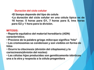 •El tiempo depende del tipo de celula
•La duración del ciclo celular en una célula típica es de
16 horas: 5 horas para G1, 7 horas para S, tres horas
para G2 y 1 hora para la división.
Duración del ciclo celular
MITOSIS:
• Reparto equitativo del material hereditario (ADN)
característico.
• Proviene de la palabra griega mitos que significa “hilo”
• Los cromosomas se condensan y son visibles en forma de
hilos
• Ocurre la citocinesis (división del citoplasma) y la
cariocinesis(división del núcleo)
• Las células hijas producidas son genéticamente idénticas
una a la otra y respecto a la célula progenitora
 