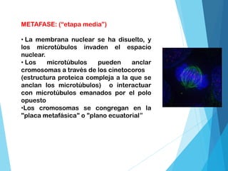 METAFASE: (“etapa media”)
• La membrana nuclear se ha disuelto, y
los microtúbulos invaden el espacio
nuclear.
• Los microtúbulos pueden anclar
cromosomas a través de los cinetocoros
(estructura proteica compleja a la que se
anclan los microtúbulos) o interactuar
con microtúbulos emanados por el polo
opuesto
•Los cromosomas se congregan en la
"placa metafásica" o "plano ecuatorial”
 