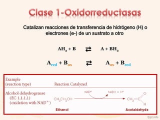 Catalizan reacciones de transferencia de hidrógeno (H) o
          electrones (e-) de un sustrato a otro


               AH2 + B      ⇄     A + BH2


          Ared + Box        ⇄        Aox + Bred
 