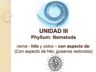 UNIDAD III
Phyllum: Nematoda
nema - hilo y oidos – con aspecto de:
(Con aspecto de hilo; gusanos redondos)
 