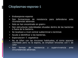 Citoplasmas-esporas-1
 Endoesporas-esporos
 Son formaciones de resistencia para defenderse ante
cicunstansias adversas.
 Solo se han encontrado en gram+
 Son estructuras redondeadas situadas dentro de las bacterias
o fuera de la bacteria.
 Se localizan a nivel central subterminal o terminal.
 Ayuda a identificar a las bacterias.
 Esporulacion- f. vegetativa
 No se tiñen con las tinciones habitualea, el soma aparece
coloreado pero no la espora, se emplean tinciones con f. de
calor
 Son formas de resistencia y supervivvencia ante
circunstancias adversas.
 