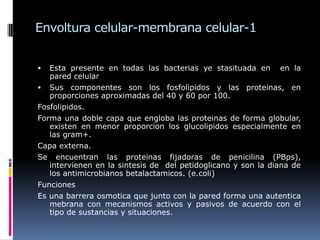 Envoltura celular-membrana celular-1
 Esta presente en todas las bacterias ye stasituada en en la
pared celular
 Sus componentes son los fosfolipidos y las proteinas, en
proporciones aproximadas del 40 y 60 por 100.
Fosfolipidos.
Forma una doble capa que engloba las proteinas de forma globular,
existen en menor proporcion los glucolipidos especialmente en
las gram+.
Capa externa.
Se encuentran las proteinas fijadoras de penicilina (PBps),
intervienen en la sintesis de del petidoglicano y son la diana de
los antimicrobianos betalactamicos. (e.coli)
Funciones
Es una barrera osmotica que junto con la pared forma una autentica
mebrana con mecanismos activos y pasivos de acuerdo con el
tipo de sustancias y situaciones.
 