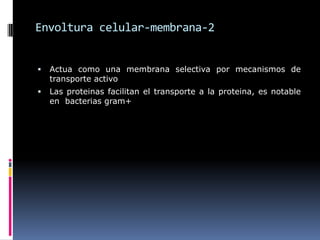 Envoltura celular-membrana-2
 Actua como una membrana selectiva por mecanismos de
transporte activo
 Las proteinas facilitan el transporte a la proteina, es notable
en bacterias gram+
 