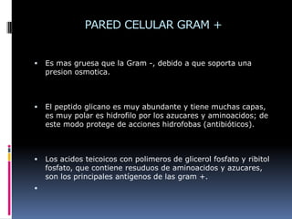 PARED CELULAR GRAM +
 Es mas gruesa que la Gram -, debido a que soporta una
presion osmotica.
 El peptido glicano es muy abundante y tiene muchas capas,
es muy polar es hidrofilo por los azucares y aminoacidos; de
este modo protege de acciones hidrofobas (antibióticos).
 Los acidos teicoicos con polimeros de glicerol fosfato y ribitol
fosfato, que contiene resuduos de aminoacidos y azucares,
son los principales antígenos de las gram +.

 