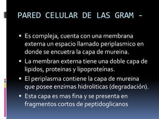 PARED CELULAR DE LAS GRAM -
 Es compleja, cuenta con una membrana
externa un espacio llamado periplasmico en
donde se encuetra la capa de mureina.
 La membran externa tiene una doble capa de
lipidos, proteinas y lipoproteínas.
 El periplasma contiene la capa de mureina
que posee enzimas hidroliticas (degradación).
 Esta capa es mas fina y se presenta en
fragmentos cortos de peptidoglicanos
 