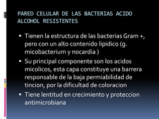PARED CELULAR DE LAS BACTERIAS ACIDO
ALCOHOL RESISTENTES
 Tienen la estructura de las bacterias Gram +,
pero con un alto contenido lipidico (g.
micobacterium y nocardia )
 Su principal componente son los acidos
micolicos, esta capa constituye una barrera
responsable de la baja permiabilidad de
tincion, por la dificultad de coloracion
 Tiene lentitud en crecimiento y proteccion
antimicrobiana
 