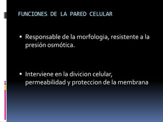 FUNCIONES DE LA PARED CELULAR
 Responsable de la morfologia, resistente a la
presión osmótica.
 Interviene en la divicion celular,
permeabilidad y proteccion de la membrana
 