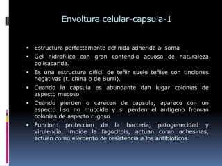 Envoltura celular-capsula-1
 Estructura perfectamente definida adherida al soma
 Gel hidrofilico con gran contendio acuoso de naturaleza
polisacarida.
 Es una estructura dificil de teñir suele teñise con tinciones
negativas (t. china o de Burri).
 Cuando la capsula es abundante dan lugar colonias de
aspecto mucoso
 Cuando pierden o carecen de capsula, aparece con un
aspecto liso no mucoide y si perden el antigeno froman
colonias de aspecto rugoso
 Funcion: proteccion de la bacteria, patogenecidad y
virulencia, impide la fagocitois, actuan como adhesinas,
actuan como elemento de resistencia a los antibioticos.
 