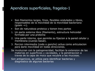 Apendices superficiales, fragelos-1
 Son filamentos largos, finos, flexibles ondulados y libres,
responsables de la movilidad de la movilidad bacteriana
(gram -+).
 Son de naturaleza proteica y tienen tres partes
1. Un parte externa libre (filamento), estructura helicoidal
formada por una proteina
2. Una parte interna, que permite su fijacion a la pared celular y
membrana (cuerpo basal).
3. Porcion intermedia (codo o gancho) actua como articulacion
para darle movilidad en todas direcciones.
Se involucran con la patogenecidad, facilitan la extension de las
materias en superficies y cavidades, y la penetraccion a
traves de la capa de moco que recubre a las mucosas.
Son antigenicos, se utiliza para identificar bacterias y
diagnostico de algunas bacterias
 