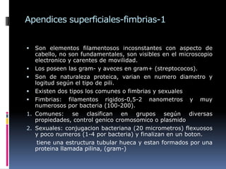 Apendices superficiales-fimbrias-1
 Son elementos filamentosos incosnstantes con aspecto de
cabello, no son fundamentales, son visibles en el microscopio
electronico y carentes de movilidad.
 Los poseen las gram- y aveces en gram+ (streptococos).
 Son de naturaleza proteica, varian en numero diametro y
logitud según el tipo de pili.
 Existen dos tipos los comunes o fimbrias y sexuales
 Fimbrias: filamentos rigidos-0,5-2 nanometros y muy
numerosos por bacteria (100-200).
1. Comunes: se clasifican en grupos según diversas
propiedades, control genico cromosomico o plasmido
2. Sexuales: conjugacion bacteriana (20 micrometros) flexuosos
y poco numeros (1-4 por bacteria) y finalizan en un boton.
tiene una estructura tubular hueca y estan formados por una
proteina llamada pilina, (gram-)
 