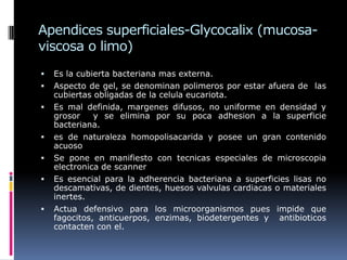 Apendices superficiales-Glycocalix (mucosa-
viscosa o limo)
 Es la cubierta bacteriana mas externa.
 Aspecto de gel, se denominan polimeros por estar afuera de las
cubiertas obligadas de la celula eucariota.
 Es mal definida, margenes difusos, no uniforme en densidad y
grosor y se elimina por su poca adhesion a la superficie
bacteriana.
 es de naturaleza homopolisacarida y posee un gran contenido
acuoso
 Se pone en manifiesto con tecnicas especiales de microscopia
electronica de scanner
 Es esencial para la adherencia bacteriana a superficies lisas no
descamativas, de dientes, huesos valvulas cardiacas o materiales
inertes.
 Actua defensivo para los microorganismos pues impide que
fagocitos, anticuerpos, enzimas, biodetergentes y antibioticos
contacten con el.
 