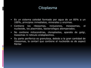 Citoplasma
 Es un sistema coloidal formado por agua de un 85% a un
100%, principios inmediatos, minerales y enzimas.
 Contiene los ribosomas, inclusiones, mesosomas, el
nucleoide, los plasmidos, bacteriofagos atemperados.
 No contiene mitocondrias, cloroplastos, aparato de golgi,
lisosomas ni reticulo endoplasmico.
 Su parte periferica es granulosa, debido a la gran cantidad de
ribosomas, la centarl que contiene el nucleoide es de aspect
fibrilar
 