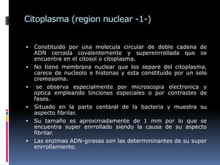 Citoplasma (region nuclear -1-)
 Constituido por una molecula circular de doble cadena de
ADN cerrada covalentemente y superenrrollada que se
encuentra en el citosol o citoplasma.
 No tiene membrana nuclear que los separe del citoplasma,
carece de nucleolo e histonas y esta constituido por un solo
cromosoma.
 se observa especialmente por microscopia electronica y
optica empleando tinciones especiales o por contrastes de
fases.
 Situado en la parte centaral de la bacteria y muestra su
aspecto fibrilar.
 Su tamaño es aproximadamente de 1 mm por lo que se
encuentra super enrrollado siendo la causa de su aspecto
fibrilar.
 Las enzimas ADN-girasas son las determminantes de su super
enrrollamiento.
 