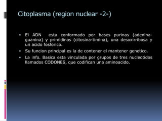 Citoplasma (region nuclear -2-)
 El ADN esta conformado por bases purinas (adenina-
guanina) y primidinas (citosina-timina), una desoxirribosa y
un acido fosforico.
 Su funcion principal es la de contener el mantener genetico.
 La info. Basica esta vinculada por grupos de tres nucleotidos
llamados CODONES, que codifican una aminoacido.
 