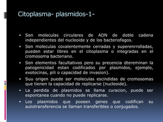 Citoplasma- plasmidos-1-
 Son moleculas circulares de ADN de doble cadena
independientes del nucleoide y de los bacteriofagos.
 Son moleculas covalentemente cerradas y superenrrolladas,
pueden estar libres en el citoplasma o integradas en el
cromosoma bacteriano.
 Son elementos facultativos pero su precencia dtereminan la
patogenicidad estan codificados por plasmidos, ejemplo,
exotocinas, pili o capacidad de invasion).
 Suu origen puede ser moleculas escindidas de cromosomas
que tienen la capacidad de replicarse (nucleoide).
 La perdida de plasmidos se llama curacion, puede ser
espontanea cuando no puede replicarse.
 Los plasmidos que poseen genes que codifican su
autotransferencia se llaman transferibles o conjugados.
 