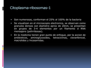 Citoplasma-ribosomas-1
 Son numerosas, conforman el 25% al 100% de la bacteria
 Se visualizan en el microscopio electronico, se observan como
granulos densos con diametro aprox de 20nm, se presentan
en grupos de 3-4 elementos por un filamento d RNA
mensajero (polirribosas).
 En la medicina tienen gran punto de enfoque, por la accion de
antibioticos, aminoglucosidos, tetraciclinas, cloranfenicol,
macrolidos y lncosamidas.
 