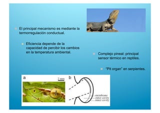   El principal mecanismo es mediante la
termorregulación conductual.
  Eficiencia depende de la
capacidad de percibir los cambios
en la temperatura ambiental.   Complejo pineal: principal
sensor térmico en reptiles.
  “Pit organ” en serpientes.
 