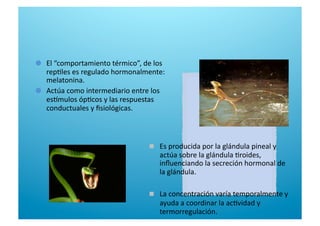   El “comportamiento térmico”, de los 
rep6les es regulado hormonalmente: 
melatonina. 

   Actúa como intermediario entre los 
es[mulos óp6cos y las respuestas 
conductuales y ﬁsiológicas. 
  Es producida por la glándula pineal y 
actúa sobre la glándula 6roides, 
inﬂuenciando la secreción hormonal de 
la glándula. 
  La concentración varía temporalmente y 
ayuda a coordinar la ac6vidad y 
termorregulación. 
 