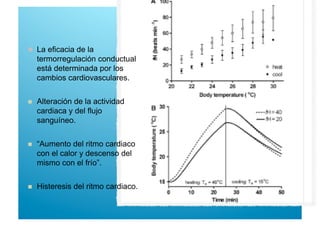   La eficacia de la
termorregulación conductual
está determinada por los
cambios cardiovasculares.
  Alteración de la actividad
cardiaca y del flujo
sanguíneo.
  “Aumento del ritmo cardiaco
con el calor y descenso del
mismo con el frío”.
  Histeresis del ritmo cardiaco.
 