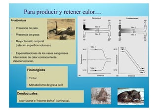 Anatómicas
  Presencia de pelo.
  Presencia de grasa
  Mayor tamaño corporal
(relación superficie volumen).
  Especializaciones de los vasos sanguíneos
 Intercambio de calor contracorriente.
 Vasoconstricción.
Conductuales:  
 Acurrucarse o “hacerse bolita” (curling up). 
Fisiológicas
  Tiritar 
  Metabolismo de grasa café 
Para producir y retener calor…
 