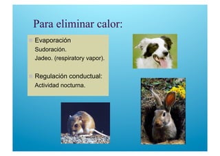 Para eliminar calor:
 Evaporación
  Sudoración.
  Jadeo. (respiratory vapor).
 Regulación conductual:
  Actividad nocturna.
 